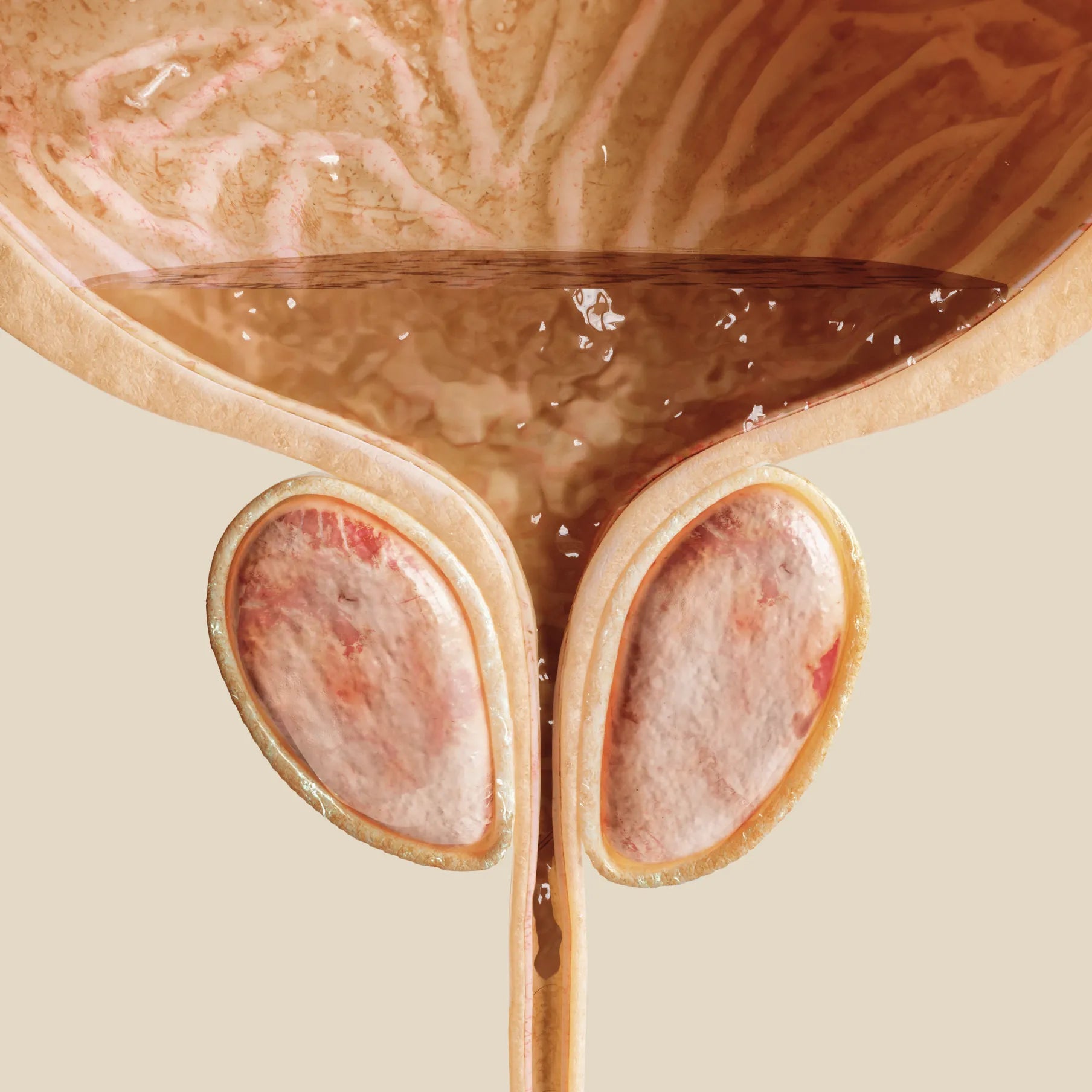 prostate image